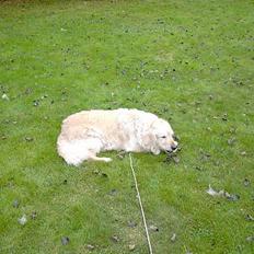 Golden retriever Sammy Joe #død 2005#