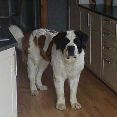 Sankt bernhardshund Laica