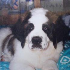 Sankt bernhardshund Laica