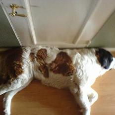 Sankt bernhardshund Laica