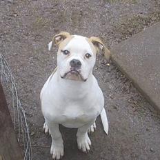 Amerikansk bulldog Papyja(Rest In Peace)