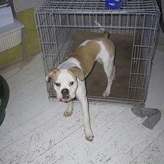 Amerikansk bulldog Papyja(Rest In Peace)