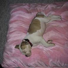 Amerikansk bulldog Papyja(Rest In Peace)