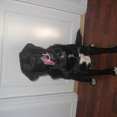 Labrador retriever Sigurd