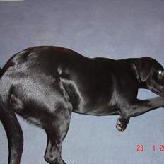 Labrador retriever monty