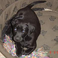 Labrador retriever monty