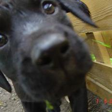 Labrador retriever monty