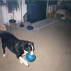 Blanding af racer Freja