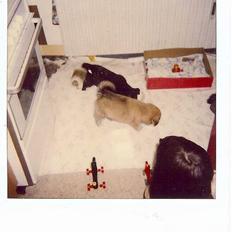 Blanding af racer Thor