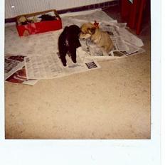 Blanding af racer Thor