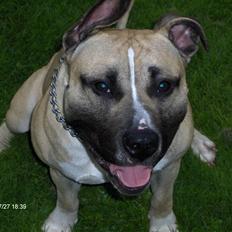 Amerikansk staffordshire terrier Eddie (2005-2018)