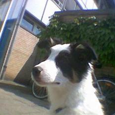 Border collie toby