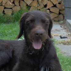 Ruhåret hønsehund Indy