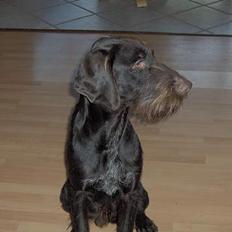 Ruhåret hønsehund Sako