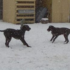 Ruhåret hønsehund Sako