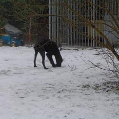 Ruhåret hønsehund Sako