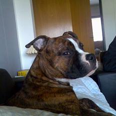 Amerikansk staffordshire terrier King