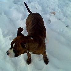 Amerikansk staffordshire terrier King