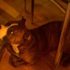 Amerikansk staffordshire terrier King