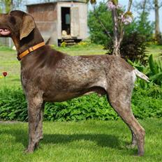 Korthåret hønsehund Thor