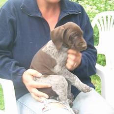 Korthåret hønsehund Thor