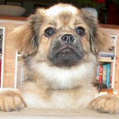 Tibetansk spaniel Sommerlyst´s Jomo Vesta