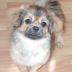 Tibetansk spaniel Sommerlyst´s Jomo Vesta