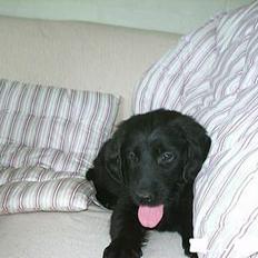 Flat coated retriever Kato