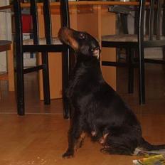Tysk jagtterrier Foxy**avlivet**