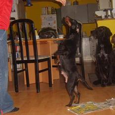 Tysk jagtterrier Foxy**avlivet**