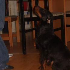 Tysk jagtterrier Foxy**avlivet**