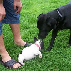 Fransk bulldog Freja