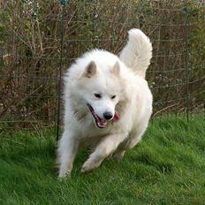 Samojedhund Gismo 