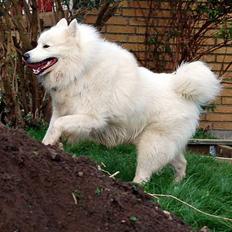 Samojedhund Gismo 