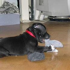 Staffordshire bull terrier Bono