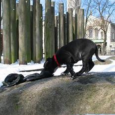 Staffordshire bull terrier Bono