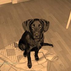 Blanding af racer Teicko