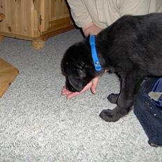 Blanding af racer Teicko