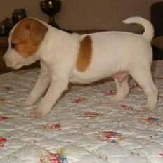 Jack russell terrier Molly