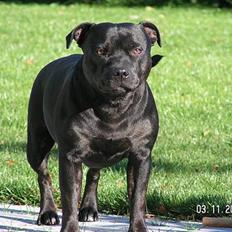 Staffordshire bull terrier  Kaya