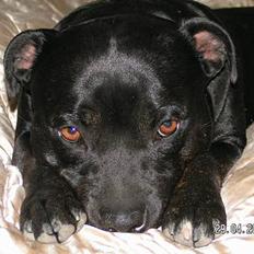 Staffordshire bull terrier  Kaya