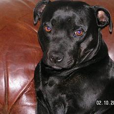 Staffordshire bull terrier  Kaya