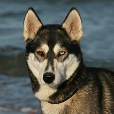 Siberian husky Caia
