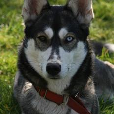 Siberian husky Caia