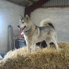 Alaskan malamute Chinook