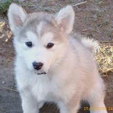 Alaskan malamute Chinook
