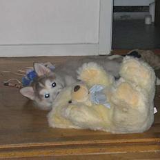 Alaskan malamute Chinook