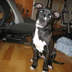 Amerikansk bulldog Deca