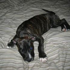 Amerikansk bulldog Deca