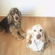 Cocker spaniel victor og max